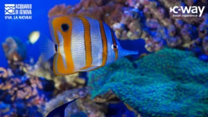 Genova chiama: immersioni nel blu e sconti Gold Card per Camperisti!